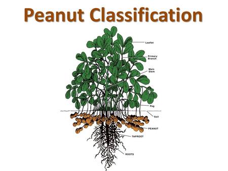 Peanut Classification. I like Peanut Butter Peanut Butter Pie with Pretzel Crust.