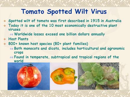 Tomato Spotted Wilt Virus  Spotted wilt of tomato was first described in 1915 in Australia  Today it is one of the 10 most economically destructive plant.