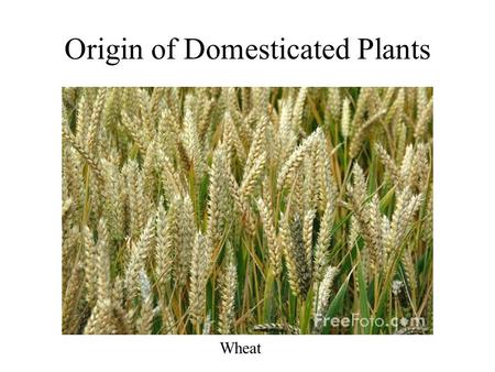 Origin of Domesticated Plants Wheat. Most domesticated food plants have been selected for: large plant parts soft edible tissue thick flesh with intense.