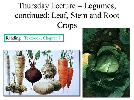 Thursday Lecture – Legumes, continued; Leaf, Stem and Root Crops Reading: Textbook, Chapter 7.