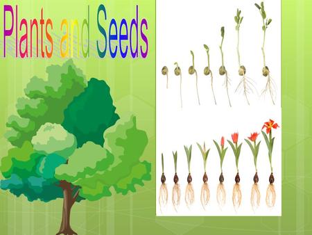 Plants and Seeds.