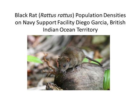 Black Rat (Rattus rattus) Population Densities on Navy Support Facility Diego Garcia, British Indian Ocean Territory.