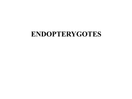 ENDOPTERYGOTES. ENDOPTERYGOTA (=HOLOMETABOLA) Major Change in Life Pattern Exopterygota Egg NymphAdult Endopterygota EggLarvaPupaAdult.