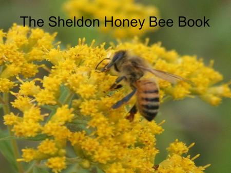 The Sheldon Honey Bee Book