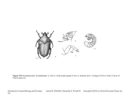 Introduction to Insect Biology and Diversity, 3/e James B. Whitfield / Alexander H. Purcell III Copyright © 2012 by Oxford University Press, Inc. Figure.