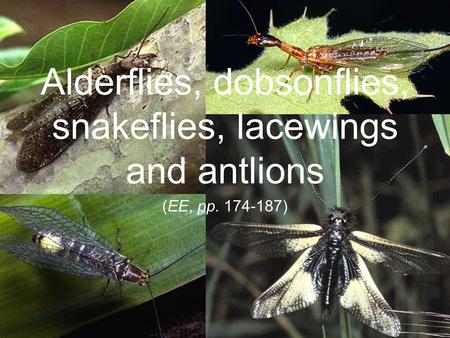 Alderflies, dobsonflies, snakeflies, lacewings and antlions