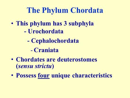 The Phylum Chordata This phylum has 3 subphyla - Urochordata