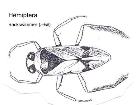 Hemiptera Backswimmer (adult).