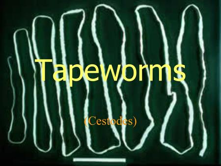 Tapeworms (Cestodes). DISEASE TRANSMISSION OF INFECTION LOCATION OF ADULT IN HUMANS LOCATION OF LARVA IN HUMANS CLINICAL PICTURE LAB. DIAGNOSIS Taenia.