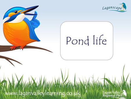 Pond life www.laganvalleylearning.co.uk.