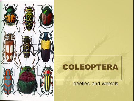 COLEOPTERA beetles and weevils. COLEOPTERA Coleos: sheath Ptera: wing Complete Chewing Wings: –Front: hardened (elytra), not for flight –Back: membranous.
