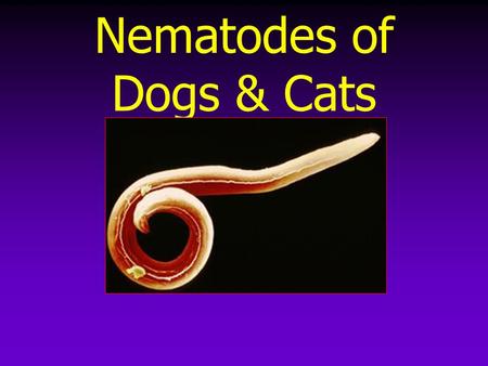 Nematodes of Dogs & Cats