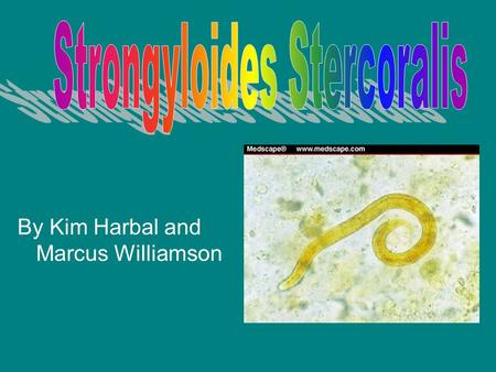 Strongyloides Stercoralis