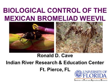 BIOLOGICAL CONTROL OF THE MEXICAN BROMELIAD WEEVIL Ronald D. Cave Indian River Research & Education Center Ft. Pierce, FL.