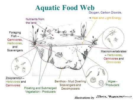 Aquatic Food Web Algae - Producers Benthos - Mud Dwelling Scavengers and Decomposers Zooplankton – Herbivores and Carnivores Macroinvertebrates – Herbivores,