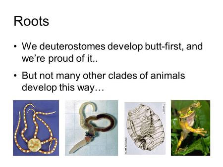 Roots We deuterostomes develop butt-first, and we’re proud of it.. But not many other clades of animals develop this way…