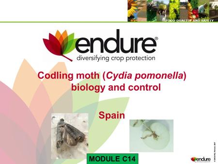 © ENDURE, February 2007 FOOD QUALITY AND SAFETY © ENDURE, February 2007 FOOD QUALITY AND SAFETY Codling moth (Cydia pomonella) biology and control Spain.