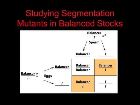 Studying Segmentation Mutants in Balanced Stocks.