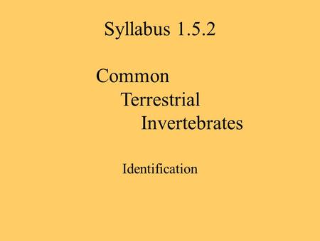 Syllabus 1.5.2 Common Terrestrial Invertebrates Identification.