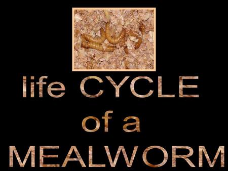 Life Cycle: After metamorphosis they mate and lay eggs, which hatch into larvae (singular = larva) or so called mealworms. The larvae undergoes a series.