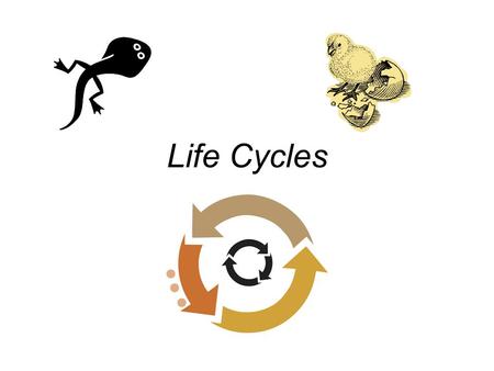 Life Cycles. A. Life Cycle A life cycle is a behavior or stage that occurs once in a lifetime. It is repeated generation after generation. ALL animals.