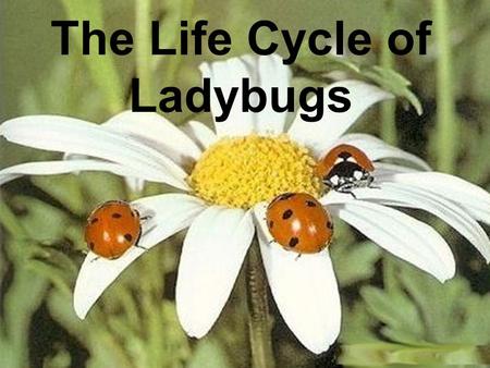The Life Cycle of Ladybugs