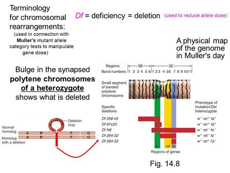 Terminology for chromosomal rearrangements: (used in connection with Muller's mutant allele category tests to manipulate gene dose) Df = deficiency = deletion.