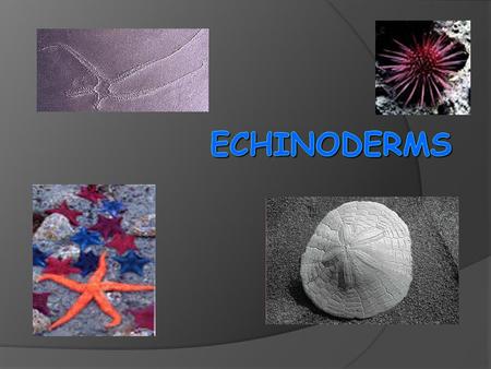 Diversity  Echinodermata means “spiny skin”  Echinoderms usually inhabit shallow coastal waters and ocean trenches  organisms in this class include: