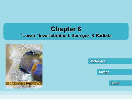 “Lower” Invertebrates I: Sponges & Radiata
