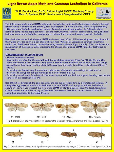 Light Brown Apple Moth and Common Leafrollers in California W. K. Frankie Lam, Ph.D., Entomologist, UCCE, Monterey County Marc E. Epstein, Ph.D., Senior.