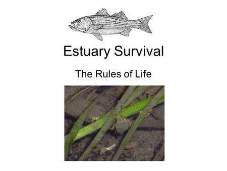 Estuary Survival The Rules of Life