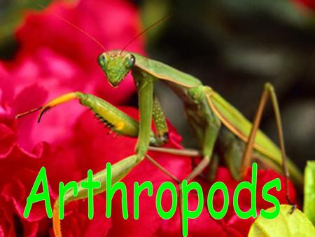 Arthropods.