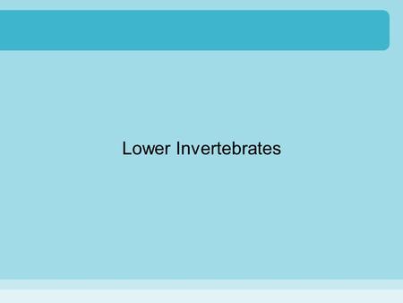 Lower Invertebrates.