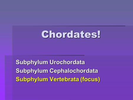 Chordates! Subphylum Urochordata Subphylum Cephalochordata
