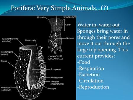 Porifera: Very Simple Animals...(?)