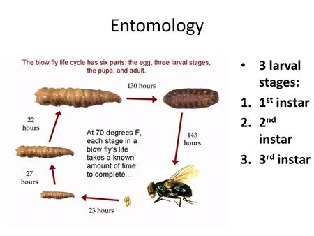 Entomology 3 larval stages: 1st instar 2nd instar 3rd instar.