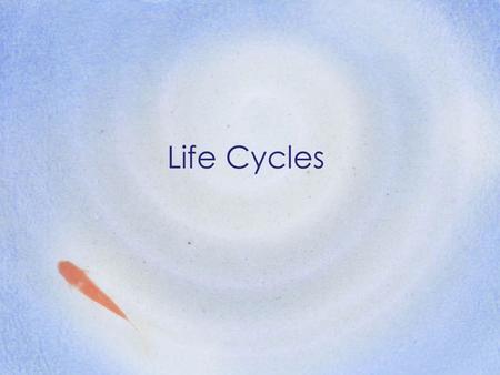 Life Cycles.