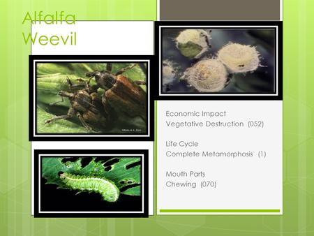Alfalfa Weevil Economic Impact Vegetative Destruction (052) Life Cycle Complete Metamorphosis (1) Mouth Parts Chewing (070)
