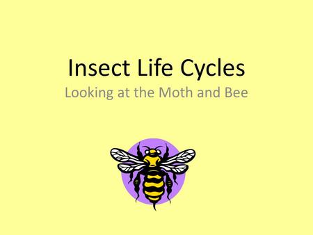 Insect Life Cycles Looking at the Moth and Bee. A Quick Review… What is an insect? An insect has an exoskeleton and has:  a body with three parts  segmented.