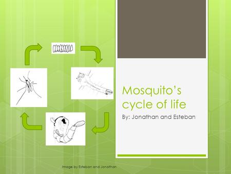 Mosquito’s cycle of life By: Jonathan and Esteban Image by Esteban and Jonathan.