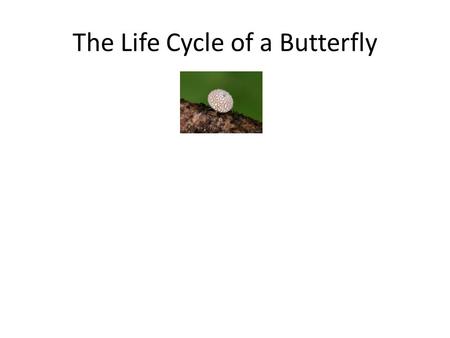 The Life Cycle of a Butterfly. egg The Life Cycle of a Butterfly egg.