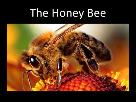 The Honey Bee.