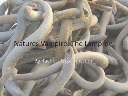 Natures Vampire: The Lamprey