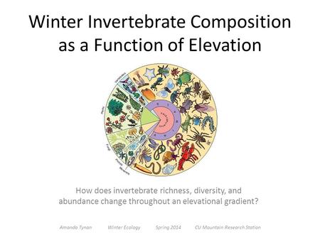 Winter Invertebrate Composition as a Function of Elevation How does invertebrate richness, diversity, and abundance change throughout an elevational gradient?