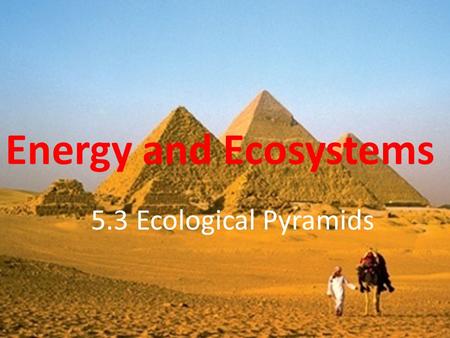 Energy and Ecosystems 5.3 Ecological Pyramids.