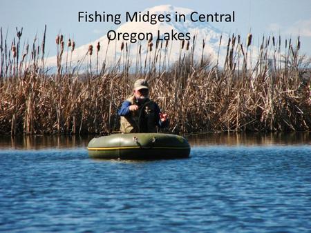 Fishing Midges in Central Oregon Lakes. What is a midge? Insect, Diptera (true flies), Chronomidae > 2,500 species in NA Larva, pupa & adult stages Life.