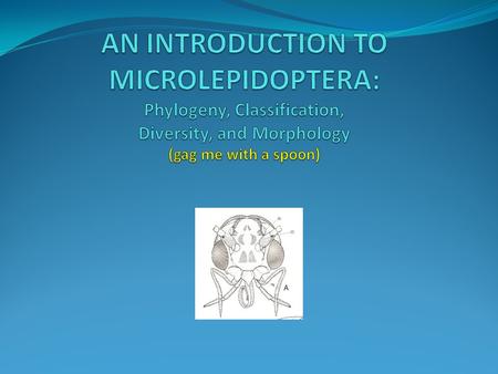 AN INTRODUCTION TO MICROLEPIDOPTERA: Phylogeny, Classification, Diversity, and Morphology (gag me with a spoon)
