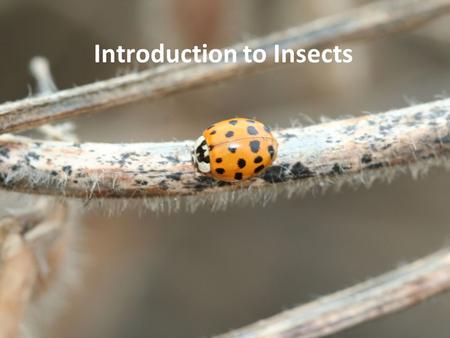 Introduction to Insects. Outline Insects and their relatives How insects rule the world Insect anatomy and biology.