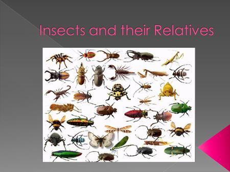  Insects are like arthropods because they have a segmented body, an exoskeleton, and jointed appendages  They have a body divided into three parts: