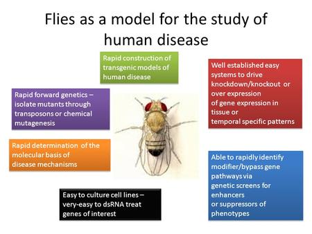 Flies as a model for the study of human disease